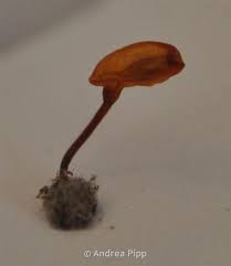 Attēlu rezultāti vaicājumam “Buxbaumia aphylla sporophyte”