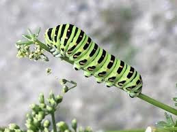 Attēlu rezultāti vaicājumam “Papilio machaon larva”