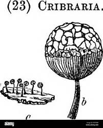 Attēlu rezultāti vaicājumam “Cribraria rubiginosa spores”