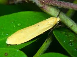 Attēlu rezultāti vaicājumam “Eilema sororcula”