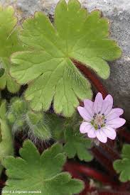 Attēlu rezultāti vaicājumam “Geranium molle”