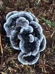 Attēlu rezultāti vaicājumam “Hydnellum sp.”