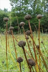 Attēlu rezultāti vaicājumam “Trollius europaeus fruit”