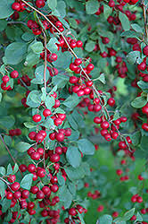 Attēlu rezultāti vaicājumam “Cotoneaster multiflorus leaf”