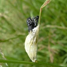 Attēlu rezultāti vaicājumam “Zygaena cocoon”