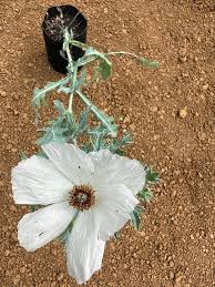 Attēlu rezultāti vaicājumam “Papaver argemone leaf”