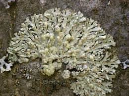 Attēlu rezultāti vaicājumam “Parmeliopsis ambigua”