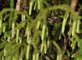 Attēlu rezultāti vaicājumam “Lycopodiaceae”