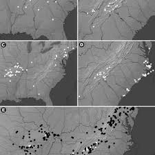 Attēlu rezultāti vaicājumam “Thelopsis rubella”