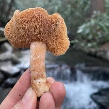 Attēlu rezultāti vaicājumam “Hydnum rufescens”