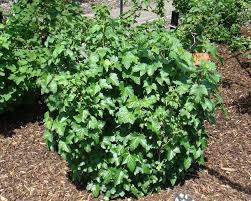 Attēlu rezultāti vaicājumam “Ribes nigrum flower”