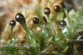 Attēlu rezultāti vaicājumam “Sphagnum angustifolium sporophyte”