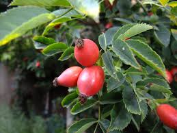 Attēlu rezultāti vaicājumam “Rosa subcanina fruit”
