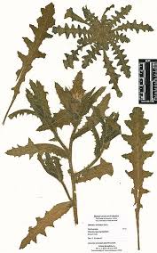 Image result for Cnicus benedictus