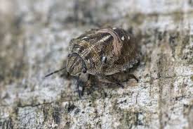 Attēlu rezultāti vaicājumam “Eurygaster testudinaria nymph”