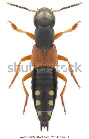 Attēlu rezultāti vaicājumam “Staphylinus erythropterus”