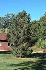 Attēlu rezultāti vaicājumam “Pinus nigra”