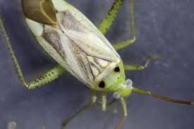 Attēlu rezultāti vaicājumam “Adelphocoris lineolatus imago”
