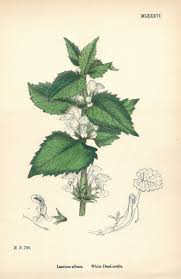 Attēlu rezultāti vaicājumam “Lamium album”