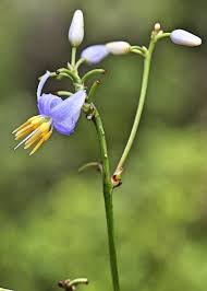 Attēlu rezultāti vaicājumam “Dianemataceae”