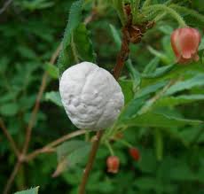 Attēlu rezultāti vaicājumam “Exobasidium cassandrae”