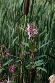 Attēlu rezultāti vaicājumam “Impatiens glandulifera leaf”