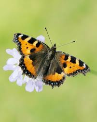 Attēlu rezultāti vaicājumam “Aglais urticae upperside”