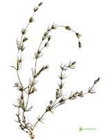 Attēlu rezultāti vaicājumam “Chara globularis”