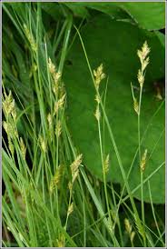 Attēlu rezultāti vaicājumam “Carex remota leaf”
