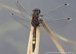 Attēlu rezultāti vaicājumam “Leucorrhinia pectoralis”
