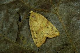 Attēlu rezultāti vaicājumam “Cosmia trapezina”