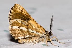 Attēlu rezultāti vaicājumam “Bupalus piniaria male”