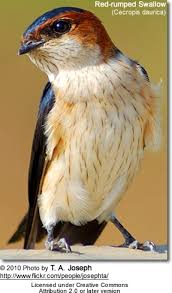 Image result for Cecropis daurica