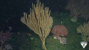 Attēlu rezultāti vaicājumam “Tubifera applanata macro”