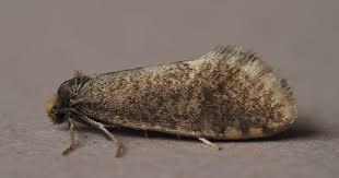 Attēlu rezultāti vaicājumam “Taleporia tubulosa”