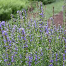 Image result for Hyssopus officinalis