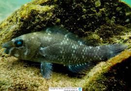 Image result for Scarus trispinosus