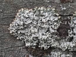 Attēlu rezultāti vaicājumam “Hypogymnia physodes”