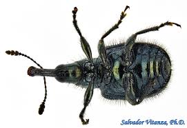 Attēlu rezultāti vaicājumam “Attelabidae”