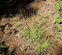 Attēlu rezultāti vaicājumam “Carex sylvatica leaf”