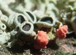 Attēlu rezultāti vaicājumam “Illosporiopsis christiansenii”