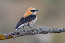 Image result for Oenanthe hispanica