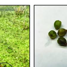 Attēlu rezultāti vaicājumam “Hydrocharis morsus-ranae fruit”