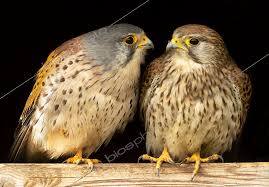 Attēlu rezultāti vaicājumam “Falco tinnunculus”