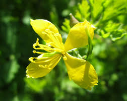 Attēlu rezultāti vaicājumam “Chelidonium majus bud”