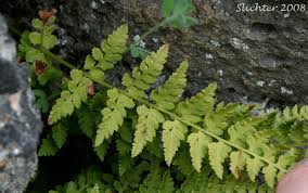 Attēlu rezultāti vaicājumam “Cystopteris fragilis”