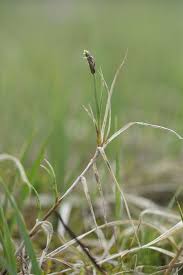 Attēlu rezultāti vaicājumam “Carex chordorrhiza”