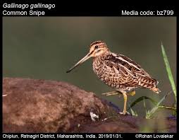 Attēlu rezultāti vaicājumam “Gallinago gallinago nest”