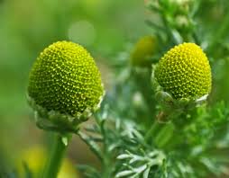 Attēlu rezultāti vaicājumam “Matricaria discoidea flower”