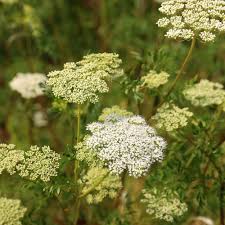 Attēlu rezultāti vaicājumam “Cenolophium denudatum leaf”